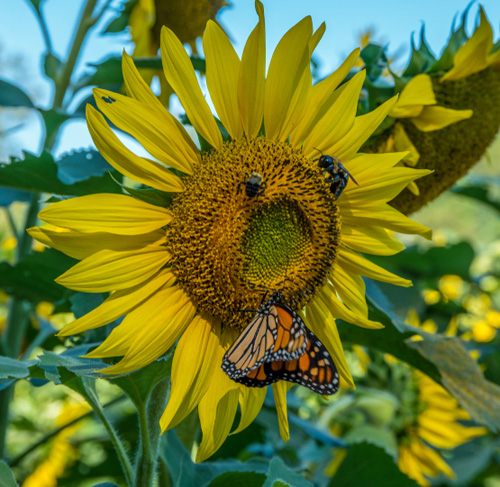 Monarch butterfly and honeybees on a sunflower.
